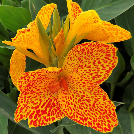 June 2021 Newsletter: We Always Answer Emails, Information on Watering Cannas