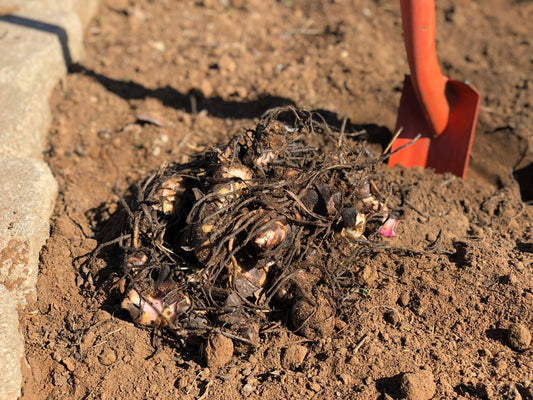 How to Plant Cannas:  Quick and Easy Guide