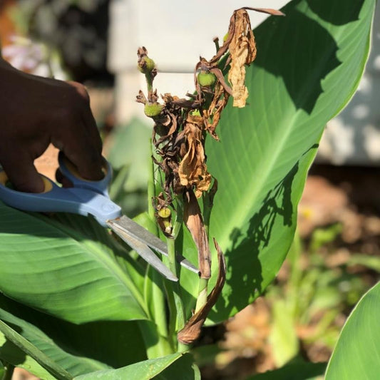 July 2021 Newsletter: How to Remove Spent Canna Blooms