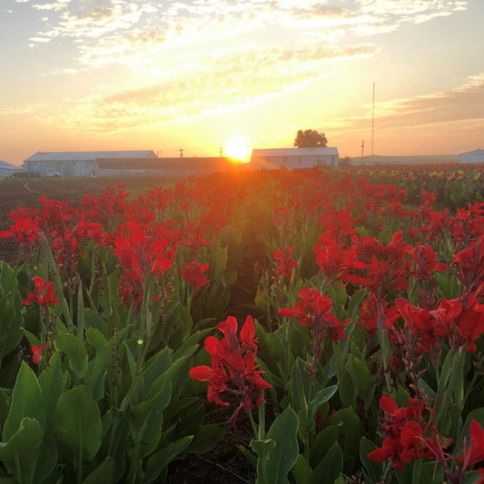 October 2021 Newsletter: Fall on the Farm, How to Dig and Store Canna Bulbs