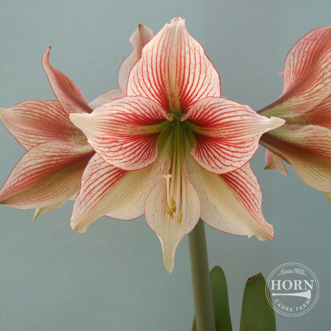 Glee Amaryllis Flower Bulbs