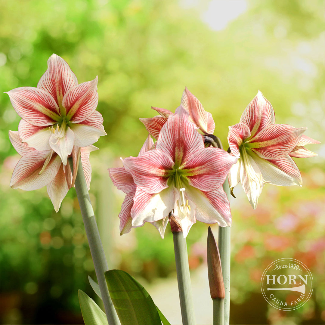 Glee Amaryllis Flower Bulbs