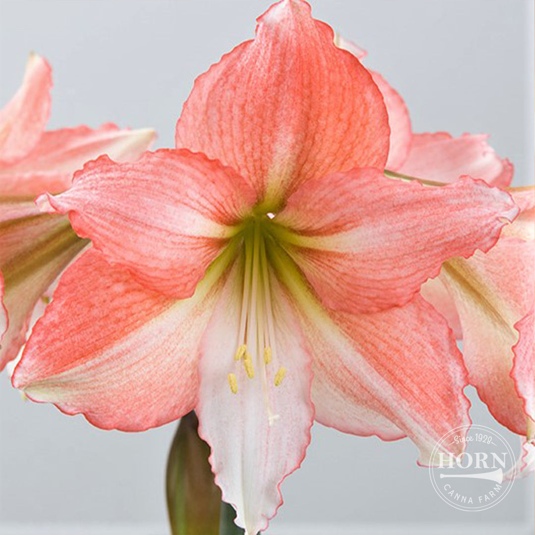 Tinkerbell Amaryllis Flower Bulbs