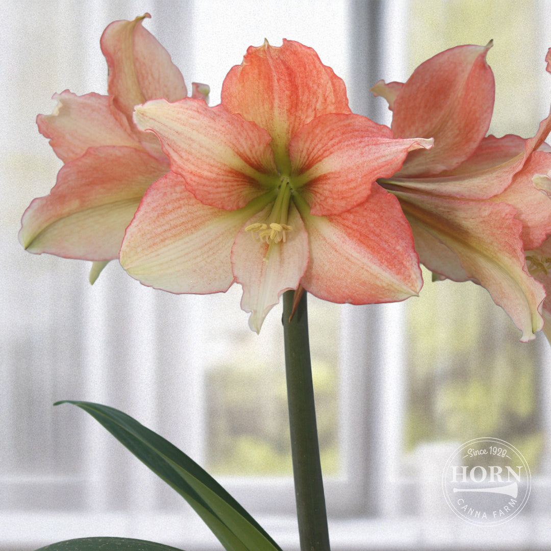 Tinkerbell Amaryllis Flower Bulbs