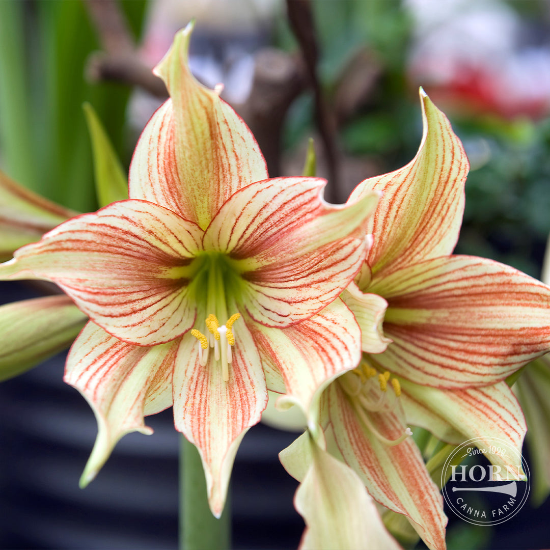 Moon Scene Amaryllis Flower Bulbs