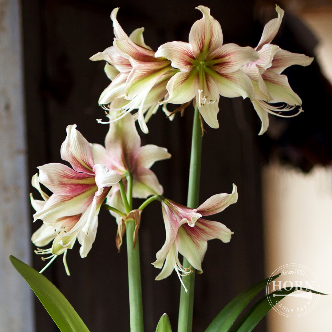 Moon Scene Amaryllis Flower Bulbs