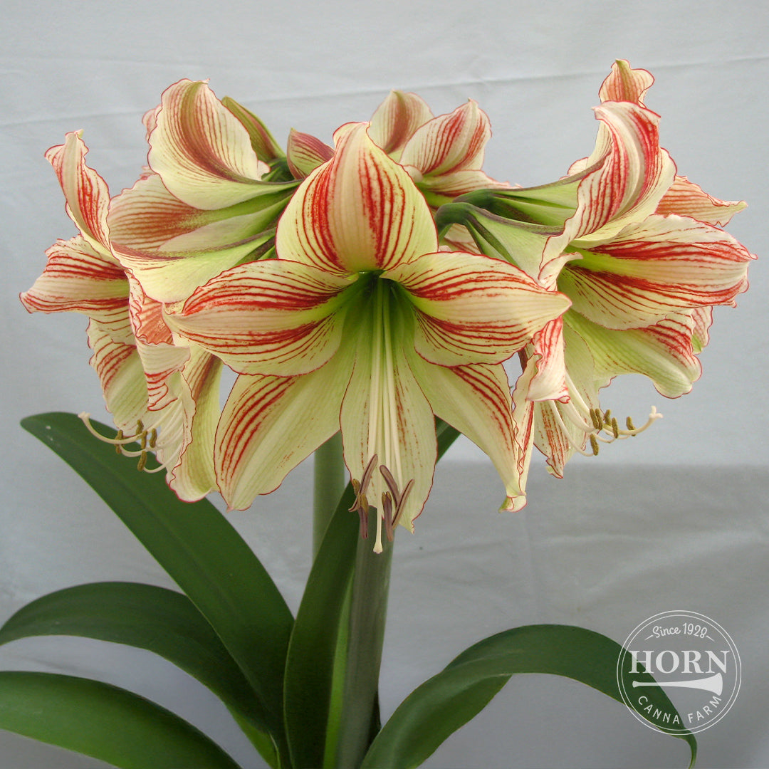 Moon Scene Amaryllis Flower Bulbs