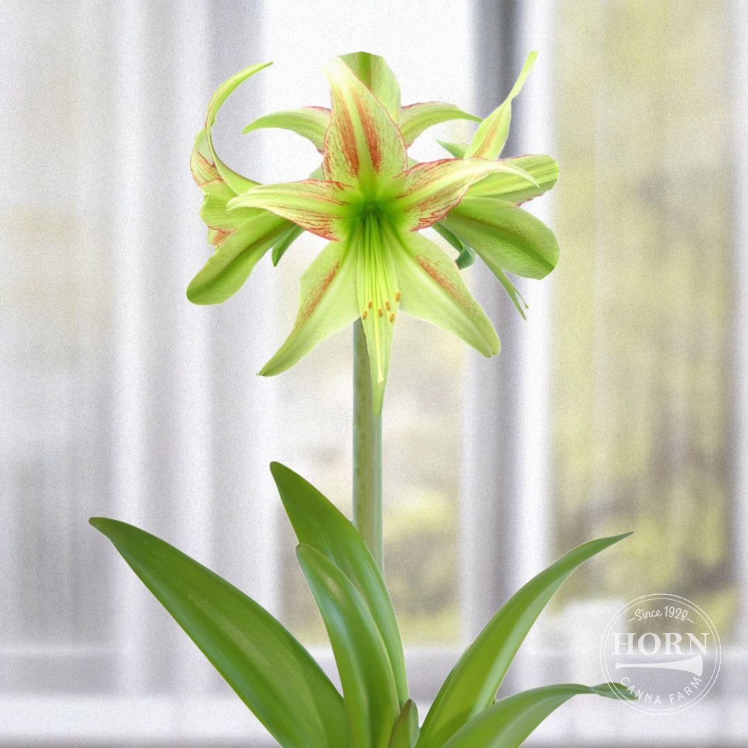 Lime Flare Amaryllis Flower Bulbs