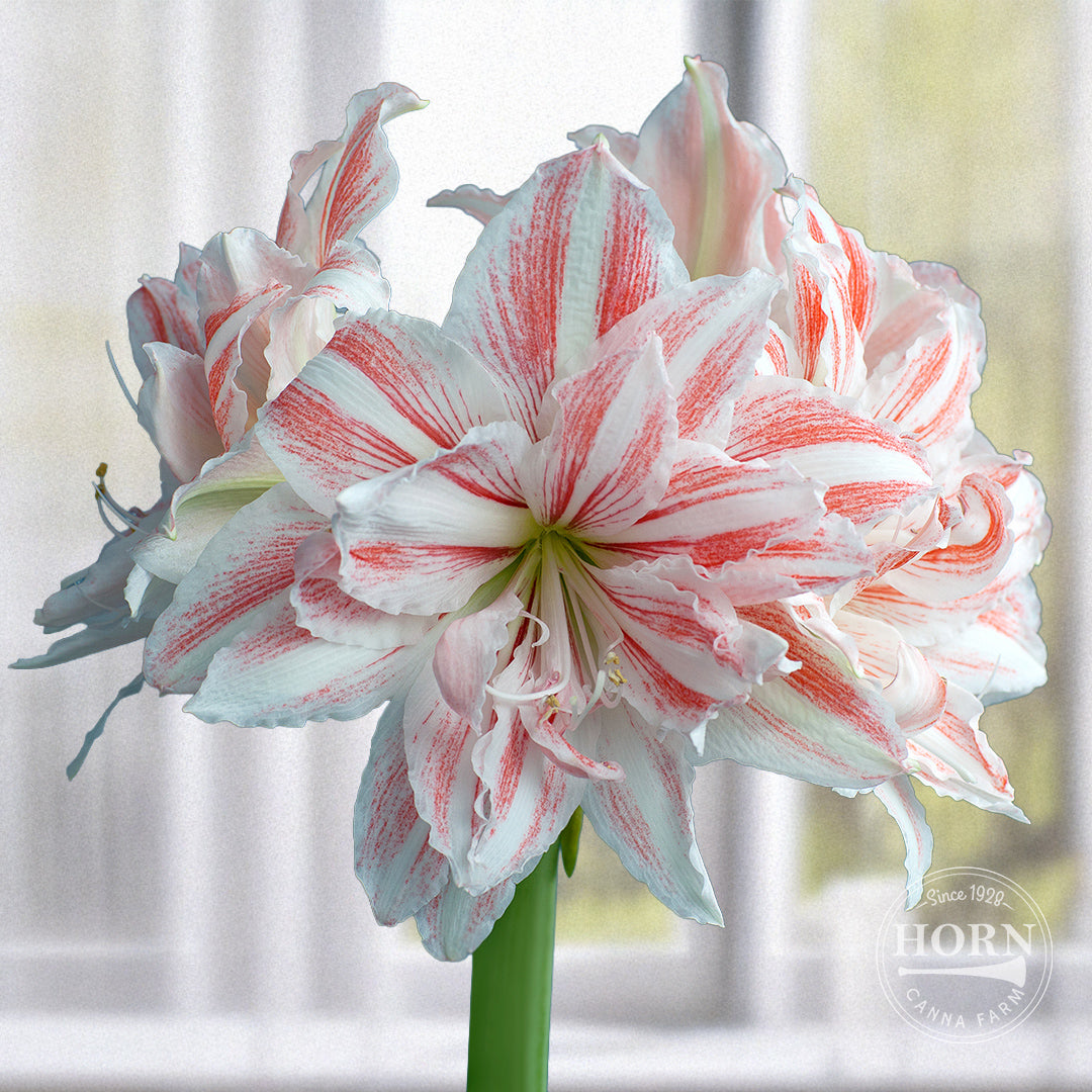 Aquaro Double Amaryllis Flower Bulbs – Horn Canna Farm