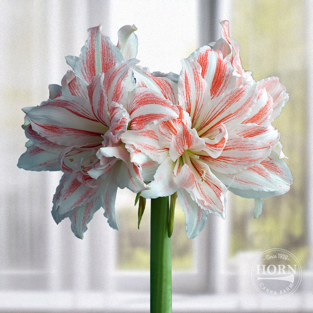 Aquaro Double Amaryllis Flower Bulbs
