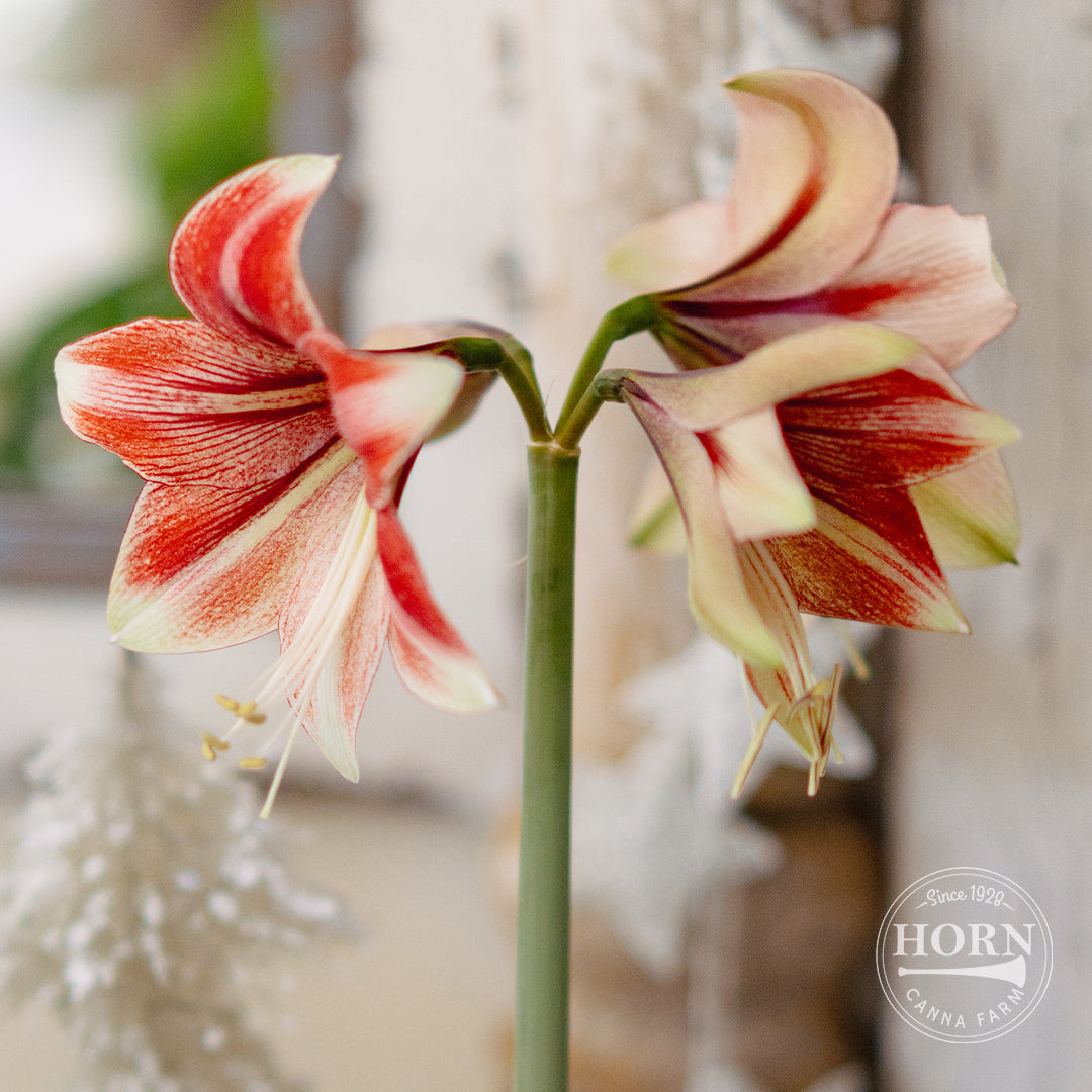 amaryllis lily flower bulbs Bentley Double Amaryllis Flower Bulbs