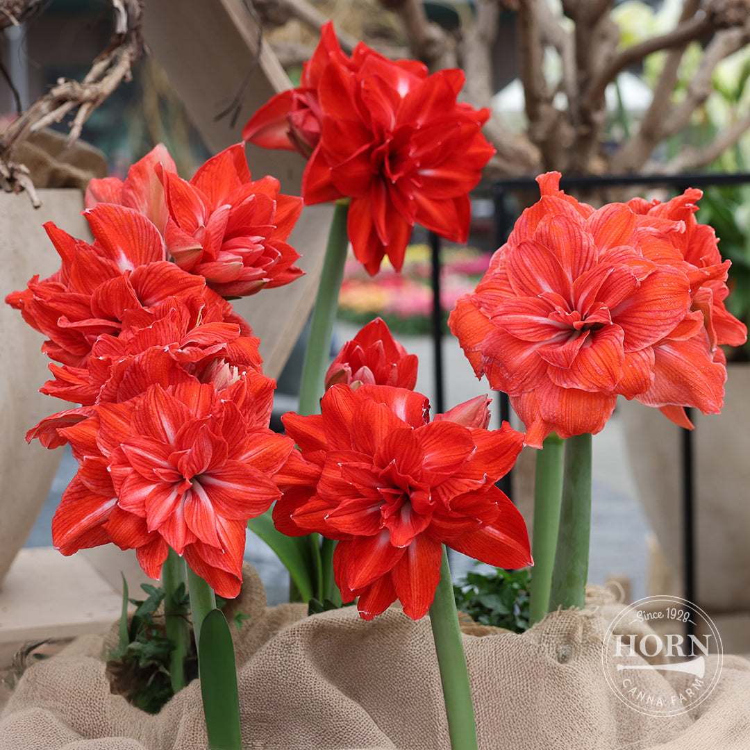 Double Circus Double Amaryllis Flower Bulbs