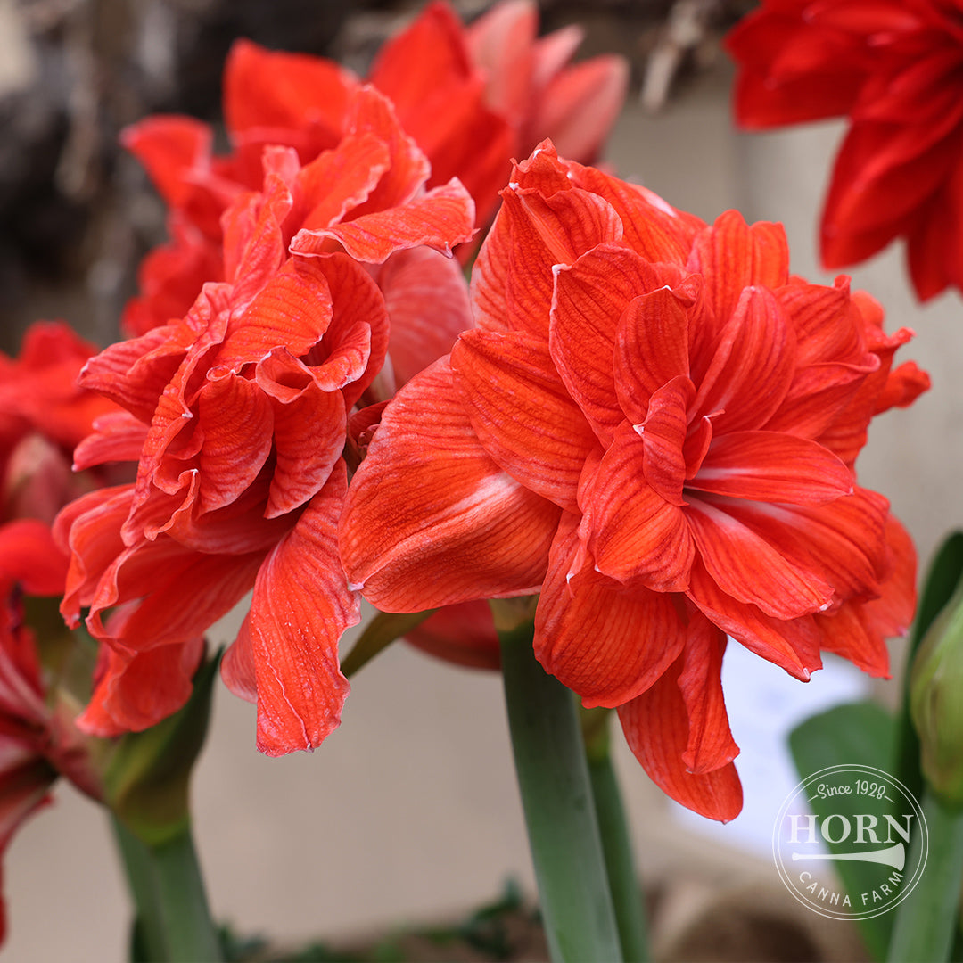 Double Circus Double Amaryllis Flower Bulbs, image size:1080x1080