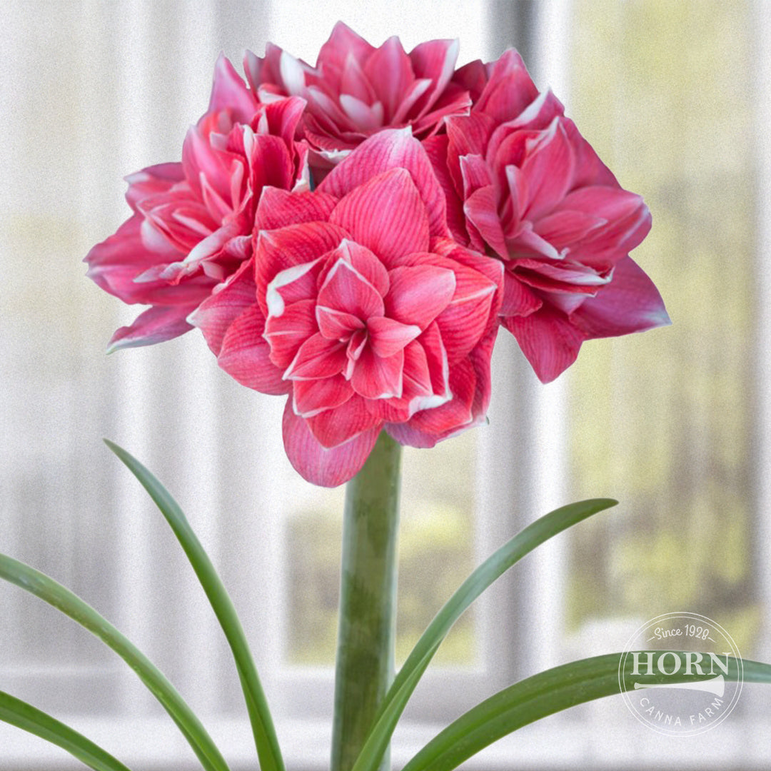 Double Dream Double Amaryllis Flower Bulbs