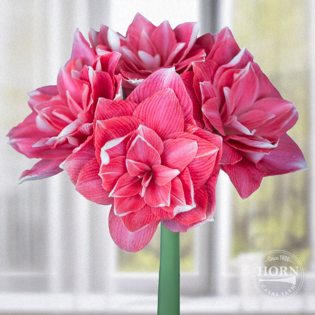 Double Dream Double Amaryllis Flower Bulbs