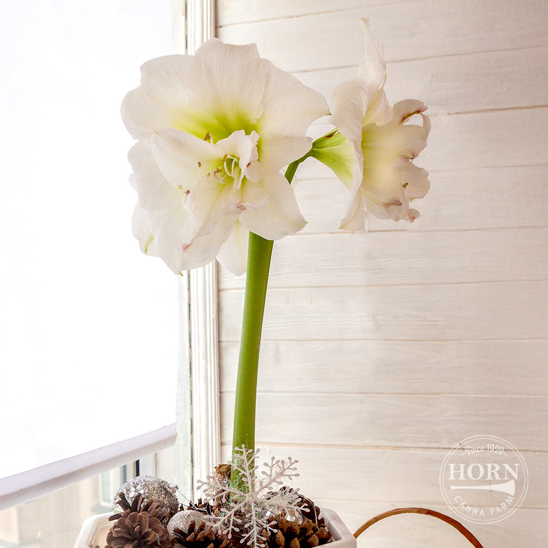 White Amadeus Double Amaryllis Flower Bulbs