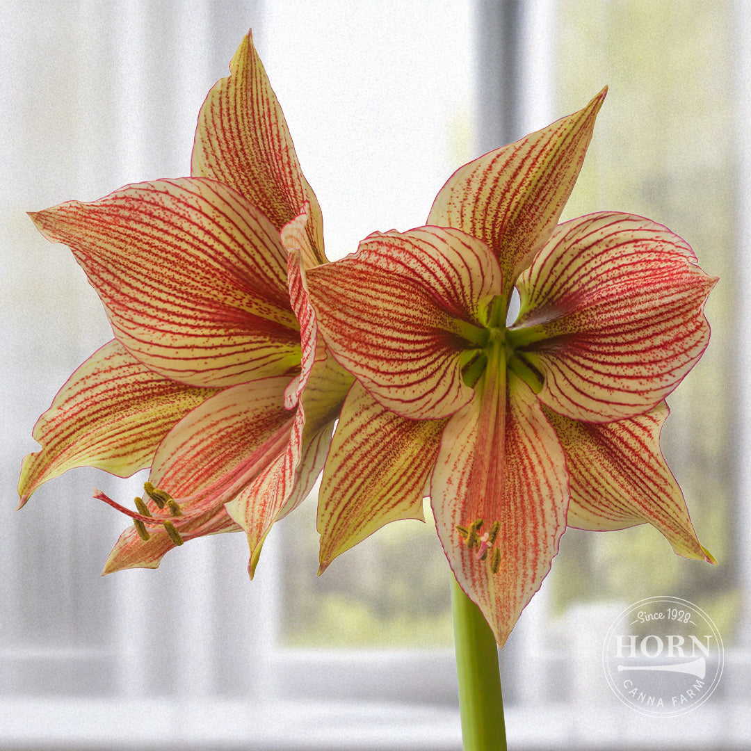 Exotic Star Butterfly Amaryllis Flower Bulbs, image size:1080x1080