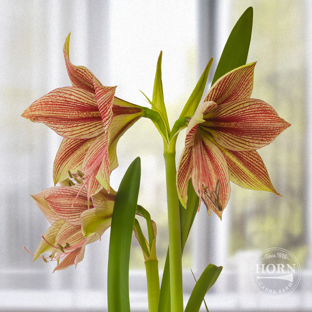 Exotic Star Butterfly Amaryllis Flower Bulbs