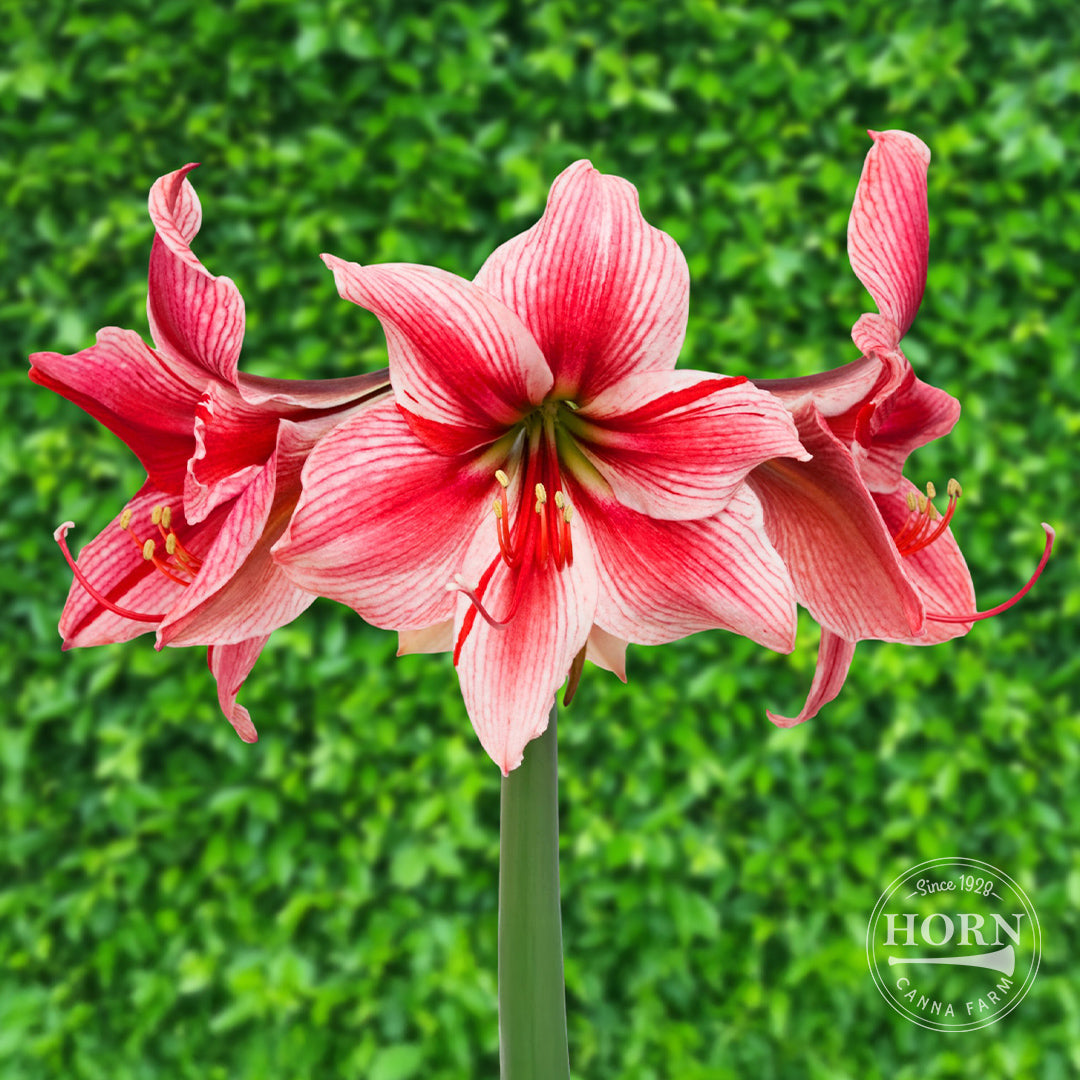 Gervase Amaryllis Flower Bulbs