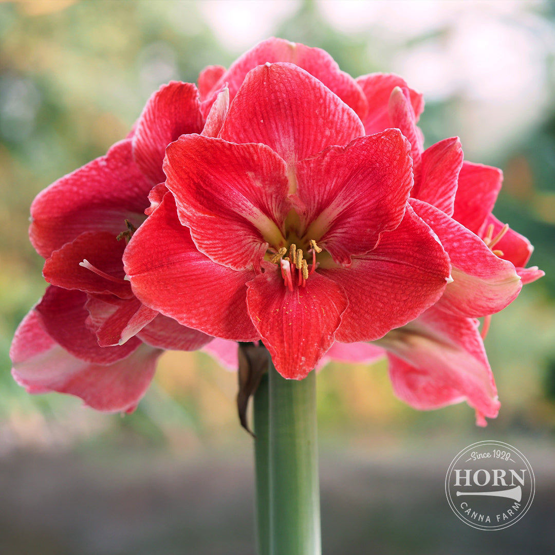 Magical Touch Amaryllis Flower Bulbs – Horn Canna Farm