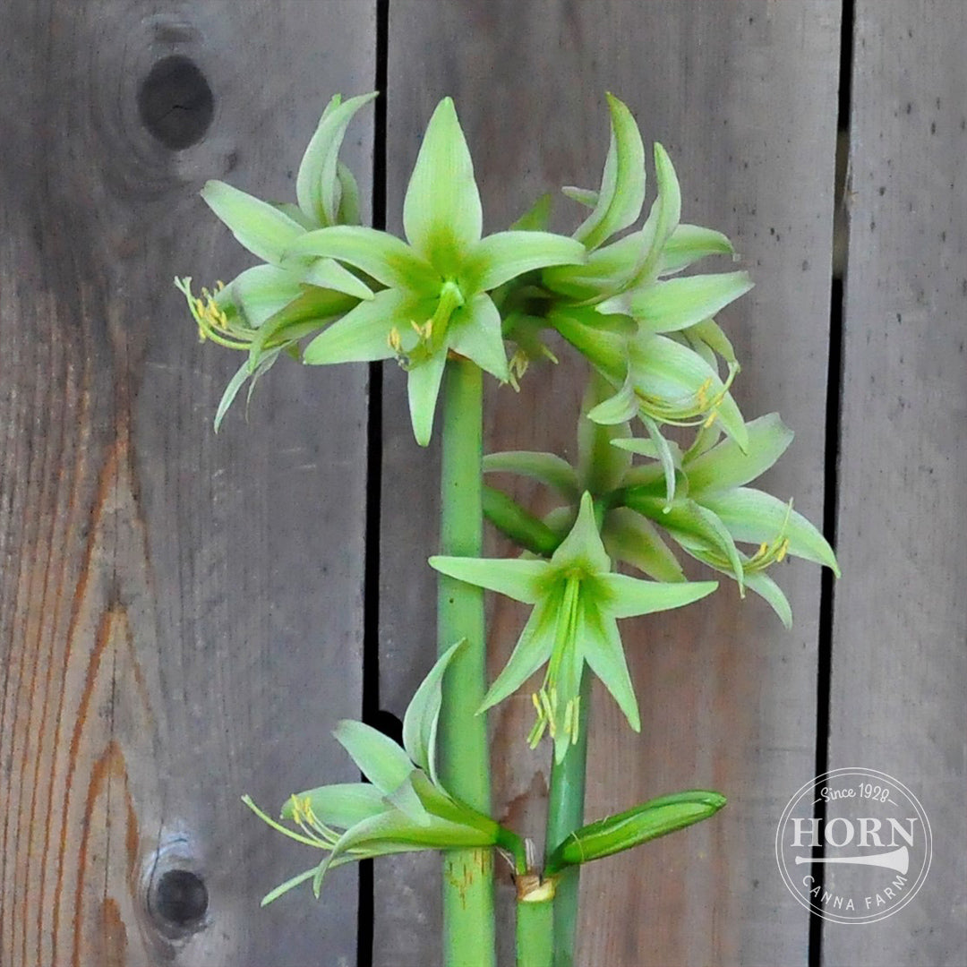 Evergreen Spider Amaryllis Flower Bulbs