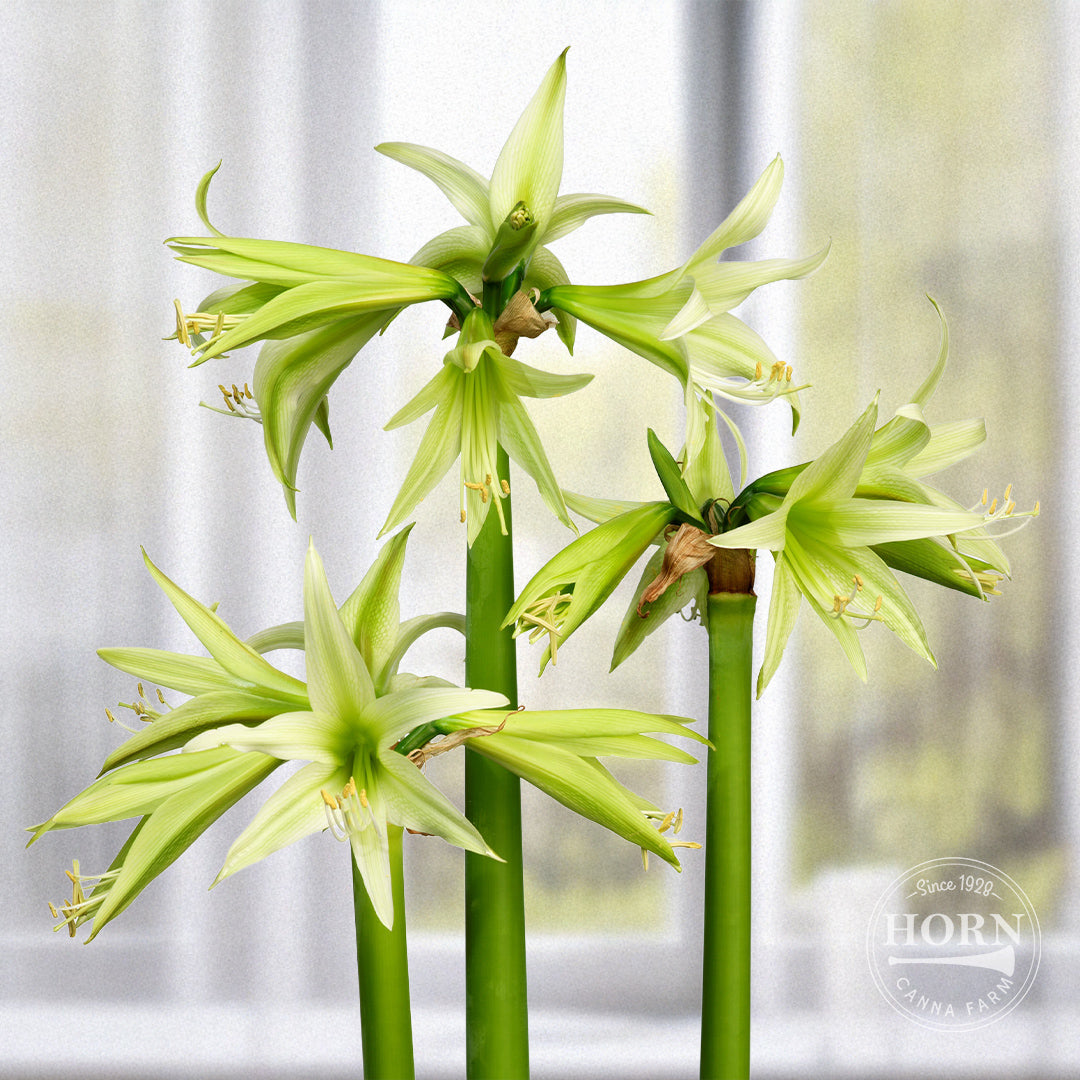 Evergreen Spider Amaryllis Flower Bulbs – Horn Canna Farm