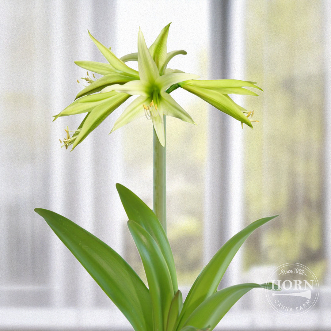Evergreen Spider Amaryllis Flower Bulbs
