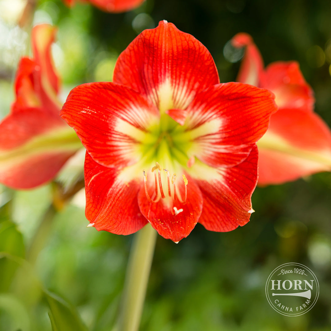 Ibiza Dwarf Amaryllis Flower Bulbs – Horn Canna Farm
