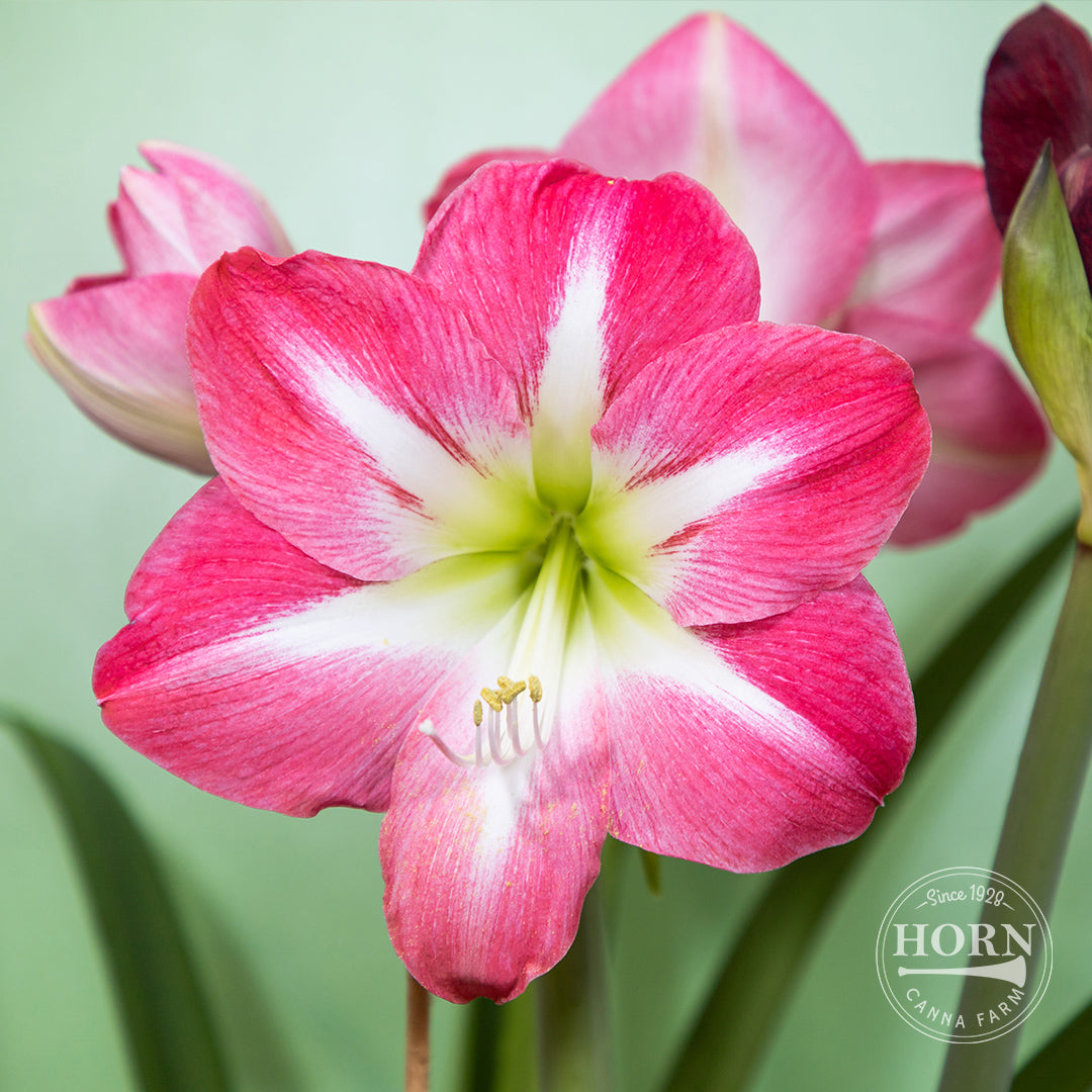 Neon Dwarf Amaryllis Flower Bulbs – Horn Canna Farm