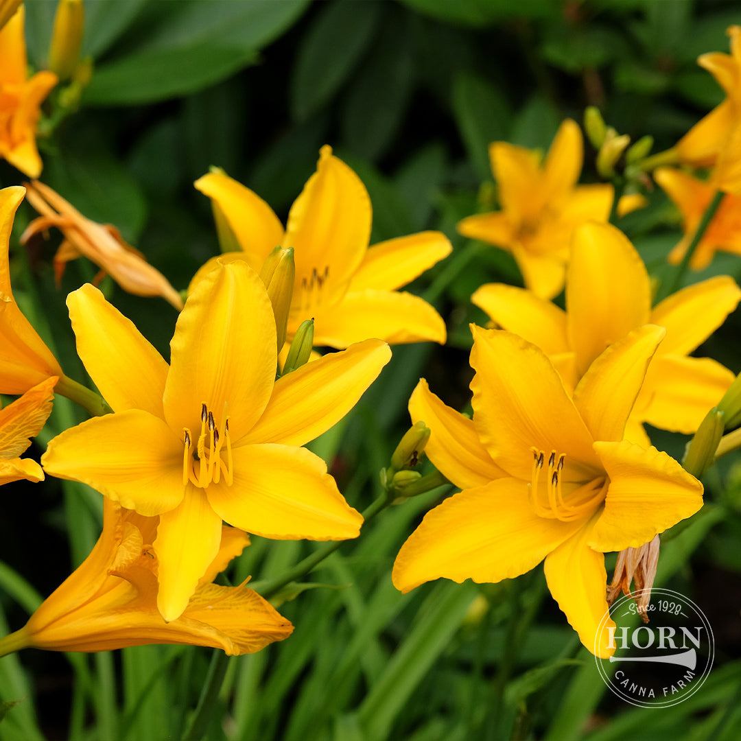 aztec lily flower Aztec Gold Daylily Flower Bulbs – Horn Canna Farm