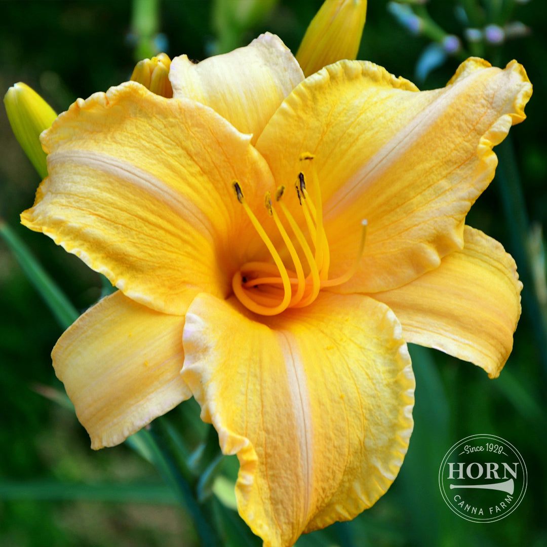 Bengaleer Daylily Flower Bulbs