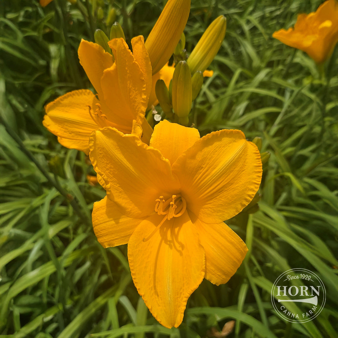Bengaleer Daylily Flower Bulbs