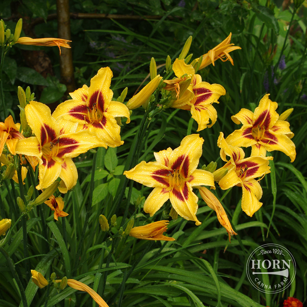 daylily nursery elephant ear plant bulbs Bonanza Daylily Flower Bulbs
