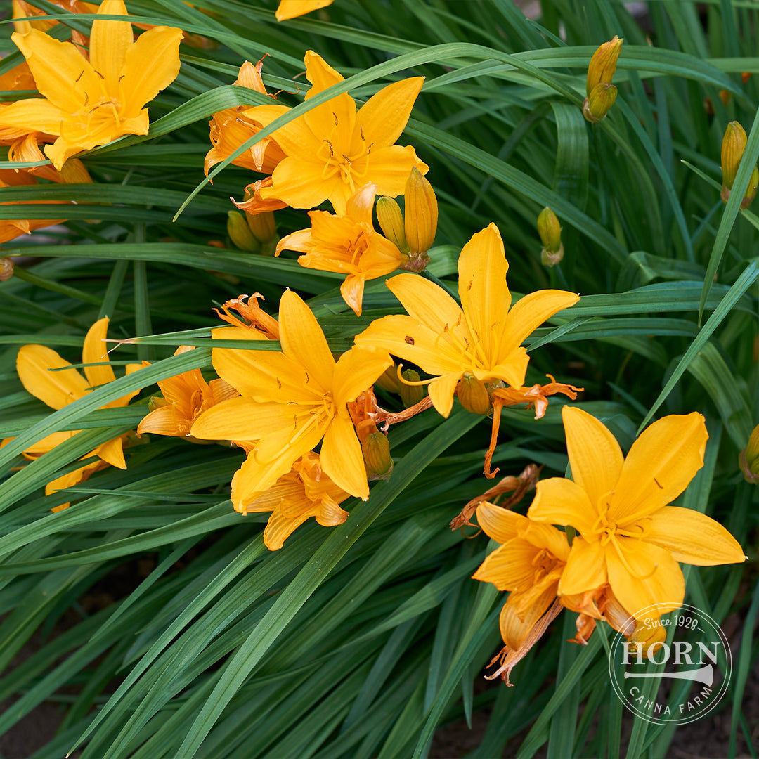 Buttered Popcorn Daylily Flower Bulbs