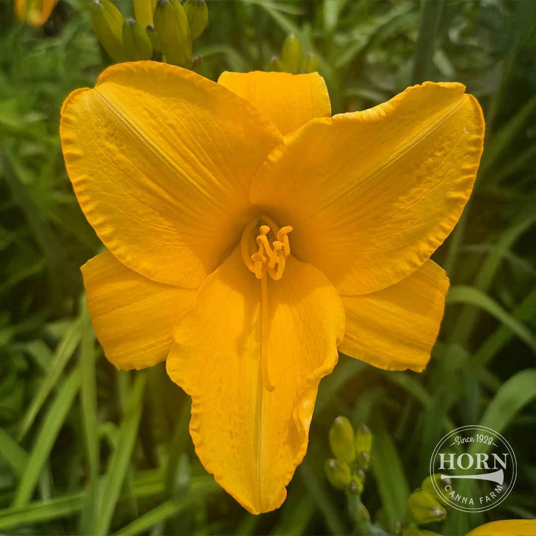 Buttered Popcorn Daylily Flower Bulbs