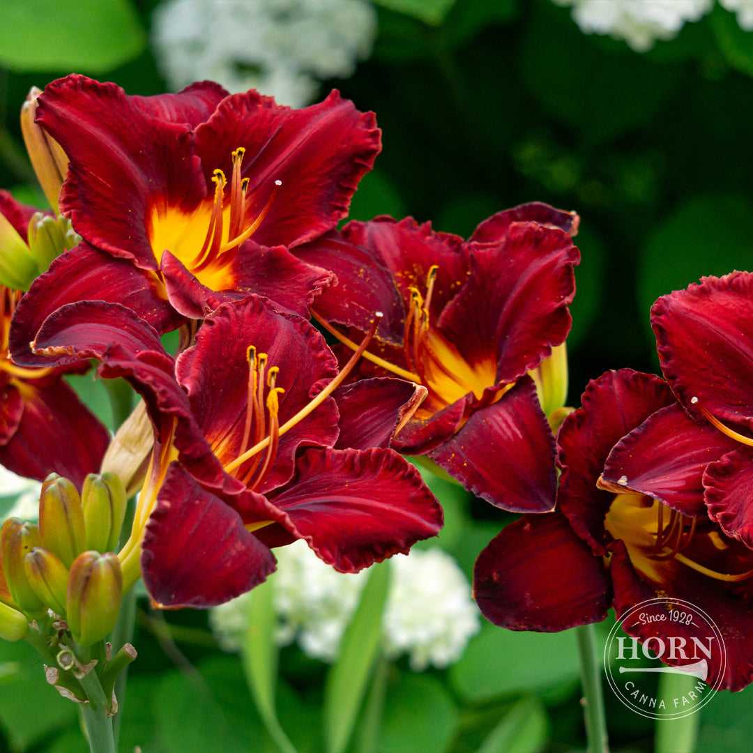 Chicago Apache Daylily Flower Bulbs