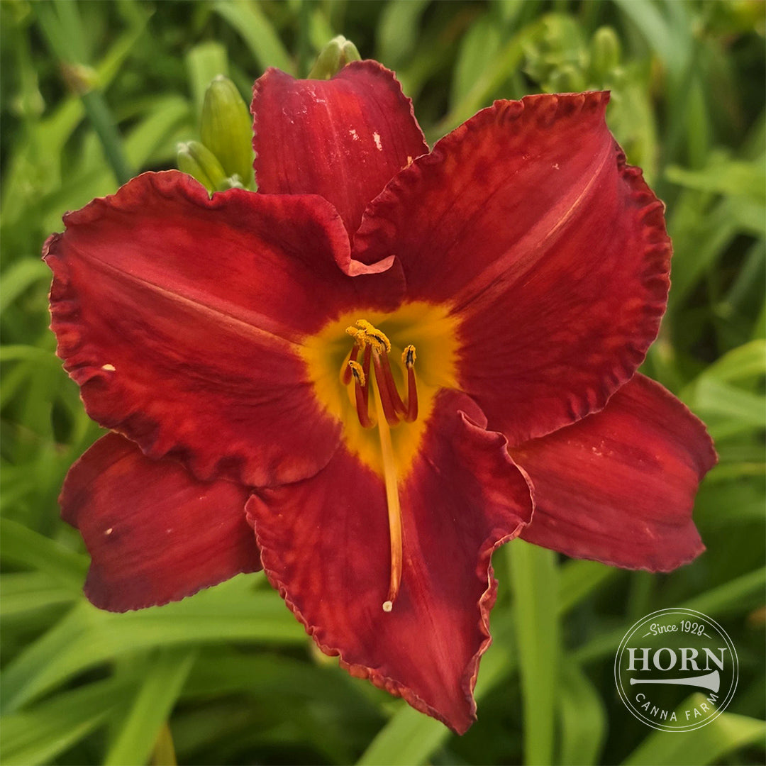 Chicago Apache Daylily Flower Bulbs