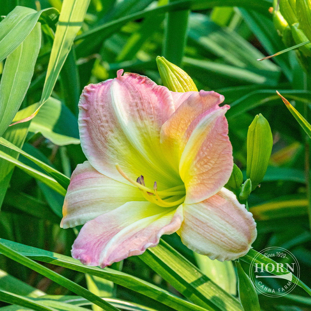 George C Bingham Daylily Flower Bulbs