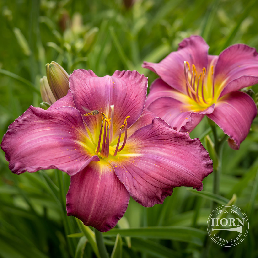 Grape Magic Daylily Flower Bulbs