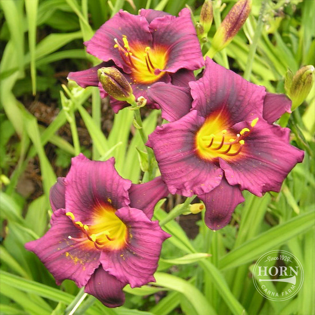 Grape Magic Daylily Flower Bulbs