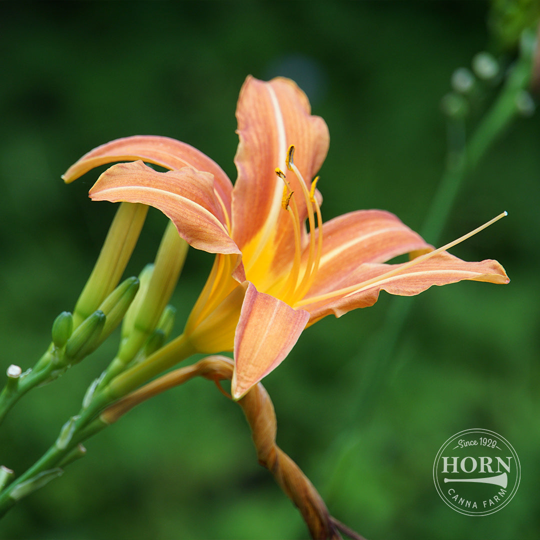 Hazel Sawyer Daylily Flower Bulbs