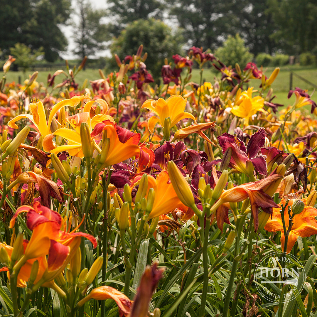 Hybrid Mixed Daylily Flower Bulbs
