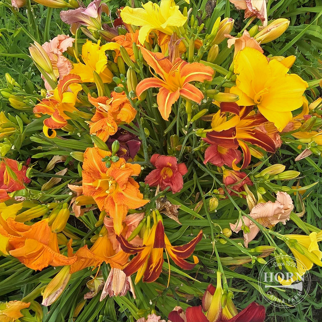 daylily nursery elephant ear plant bulbs Hybrid Mixed Daylily Flower Bulbs