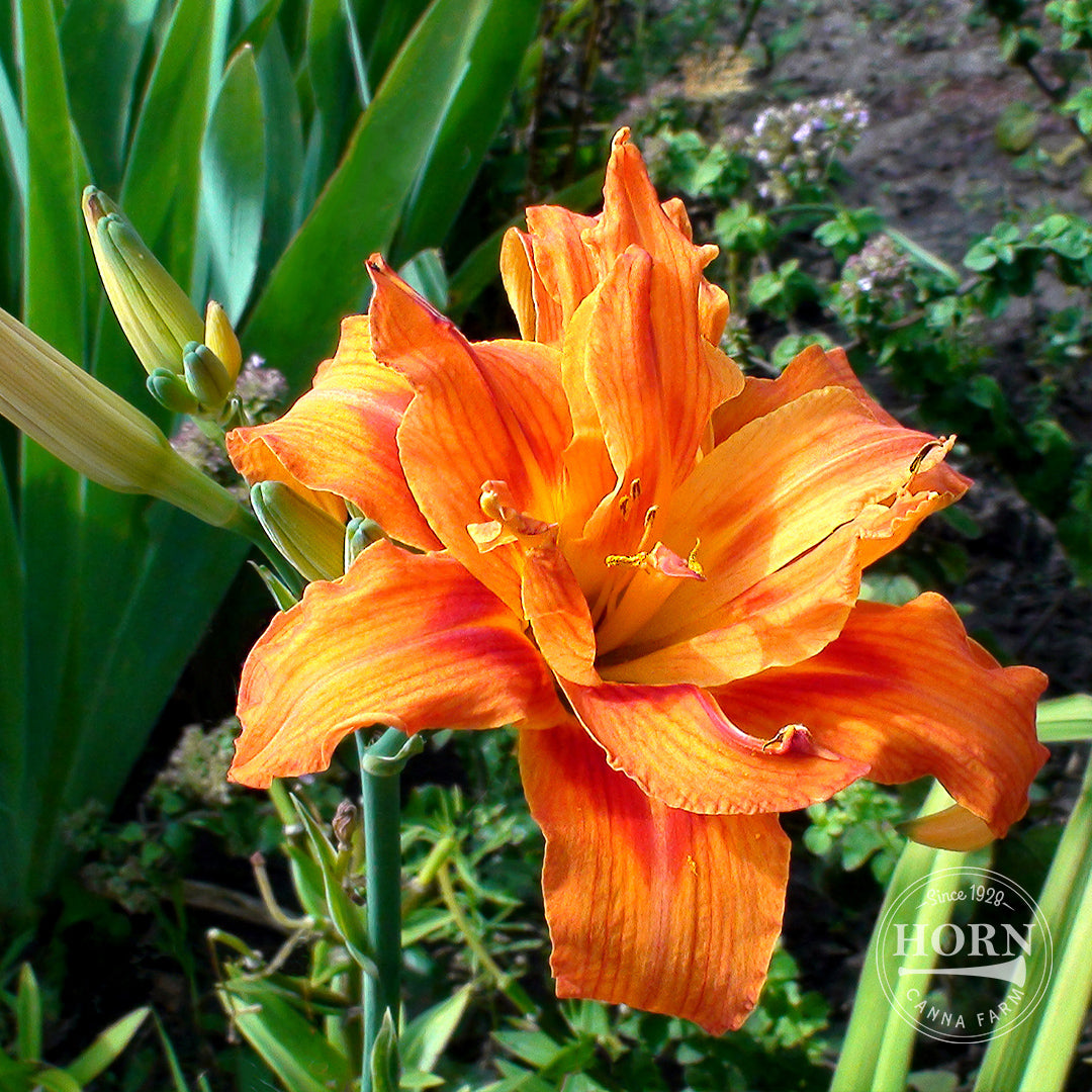 Kwanso Daylily Flower Bulbs