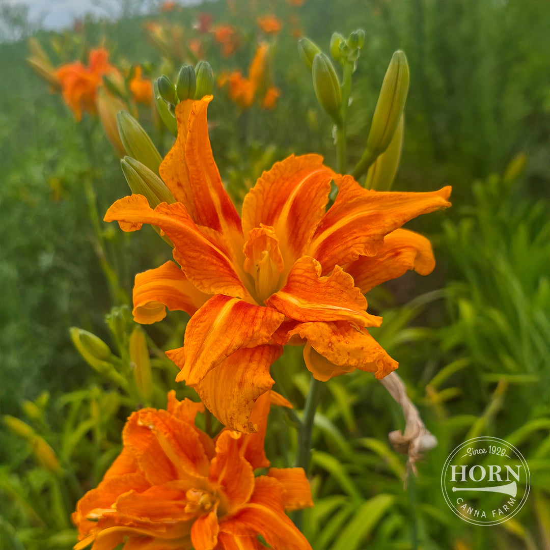 Kwanso Daylily Flower Bulbs
