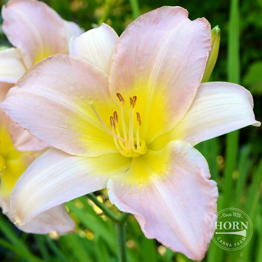 lavender lily plant Lavender Blush Daylily Flower Bulbs