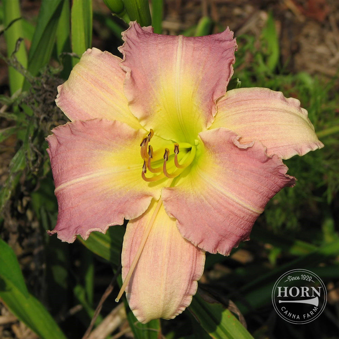 Lavender Blush Daylily Flower Bulbs