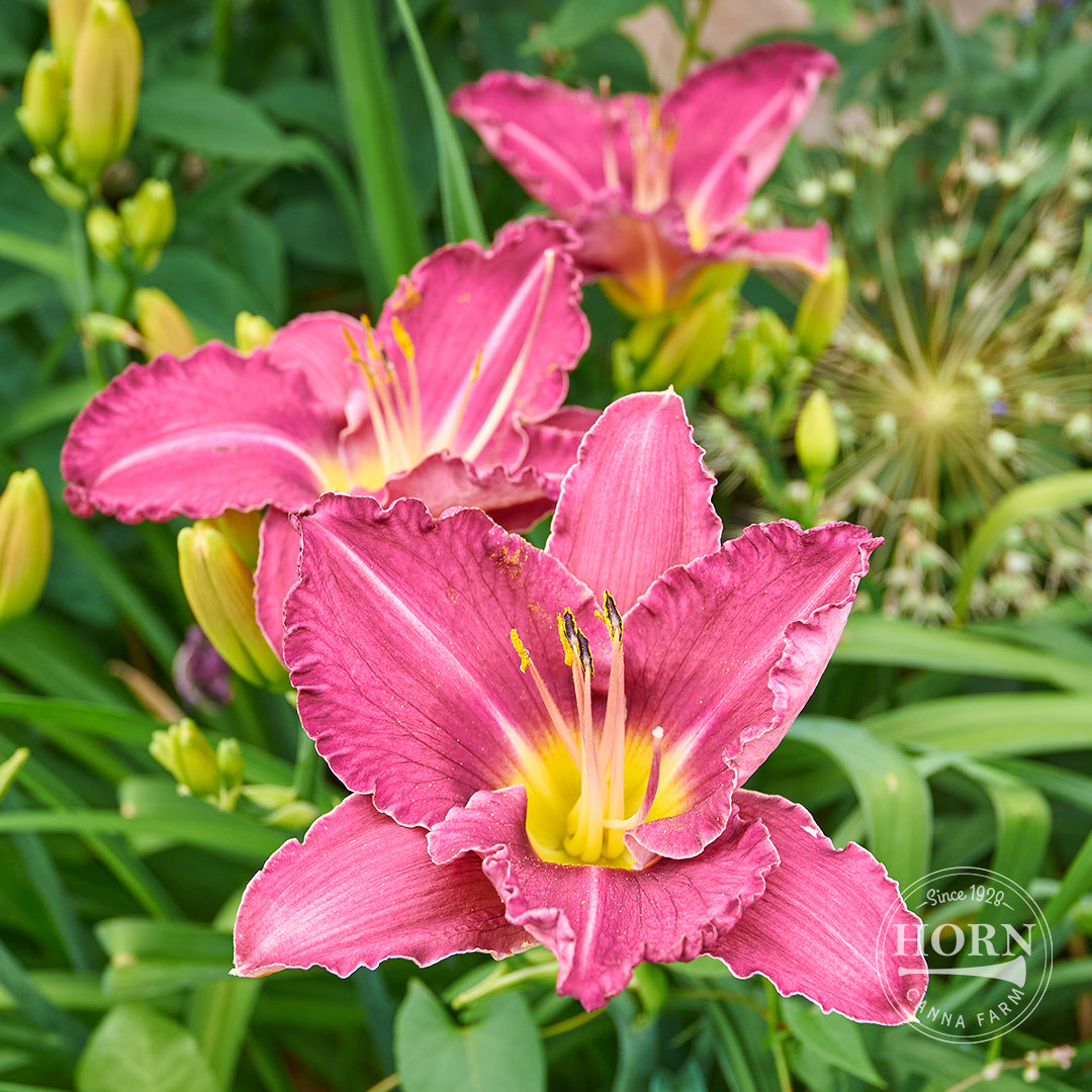 Mary Reed Daylily Flower Bulbs