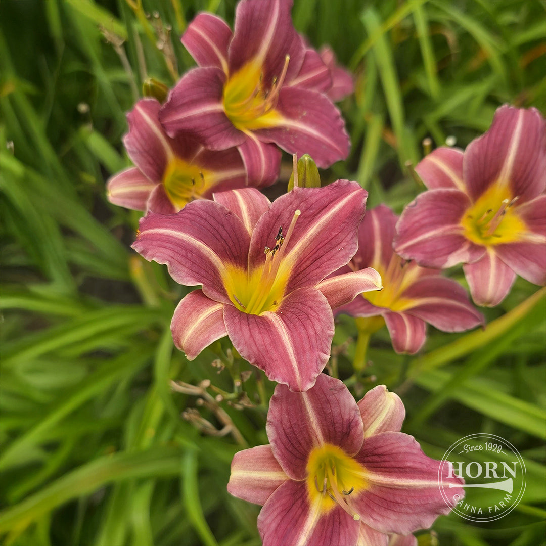 Mary Reed Daylily Flower Bulbs