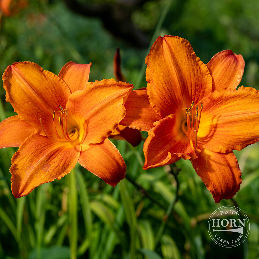 Mauno Loa Daylily Flower Bulbs